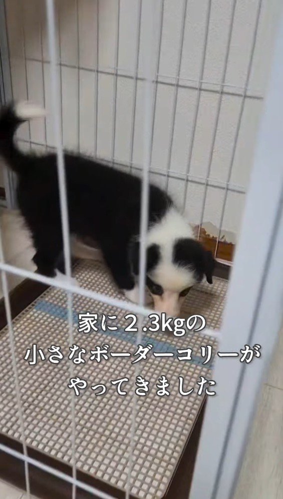サークルの中を匂いを嗅いで歩き回る子犬