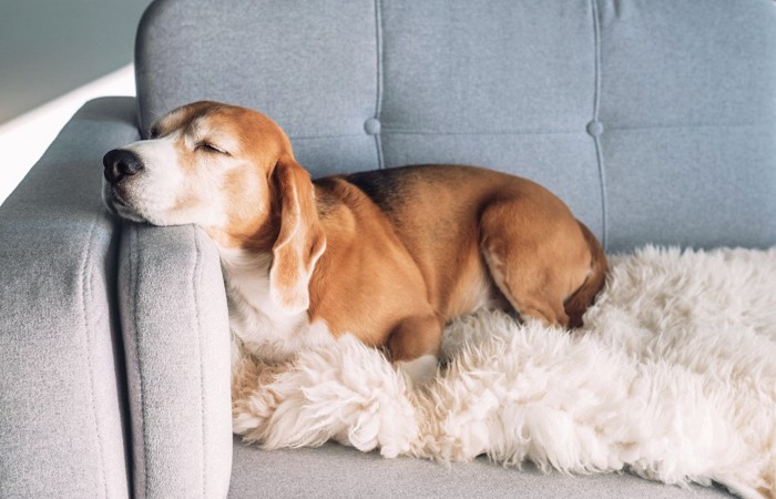 ソファで顎を乗せて眠る犬