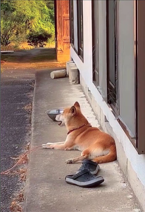 音楽に合わせて歌うコロちゃん3