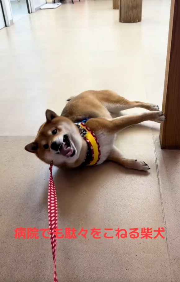 分かりやすい茶々麻呂之介くん