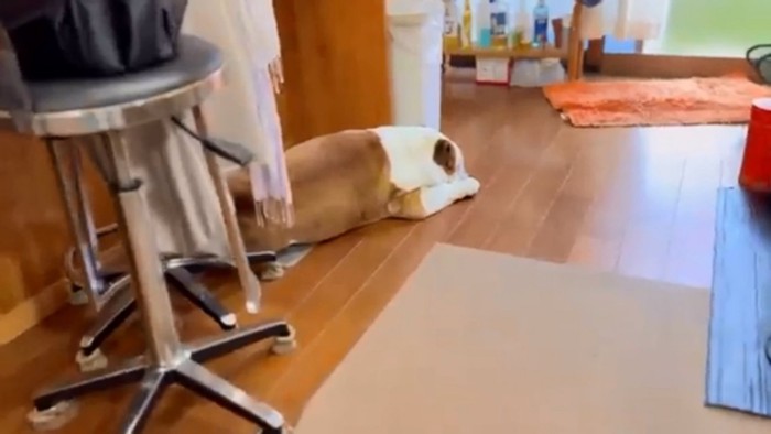 寝ていたまめちゃん