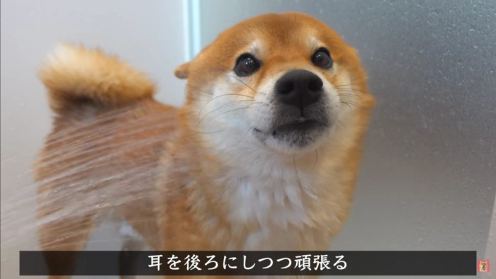 「クーーン」