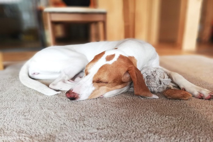おもちゃを抱えて寝ている犬