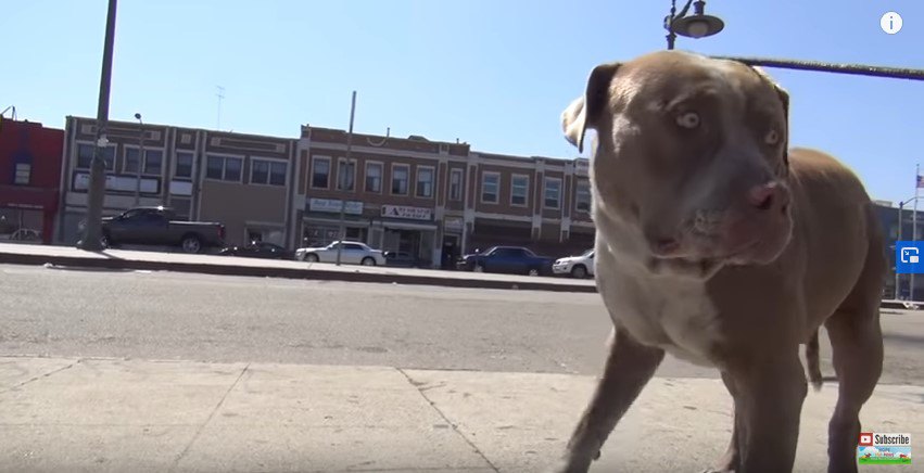 大人しくなった犬