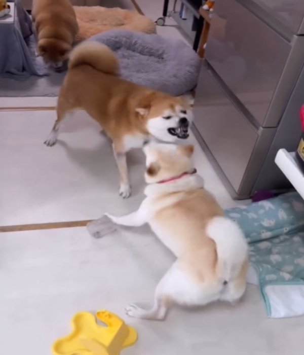 3匹の犬3