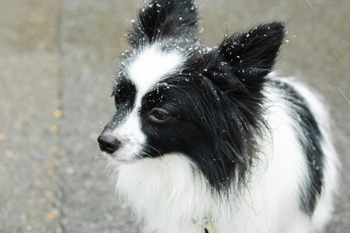 寒そうな犬