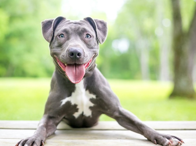 舌を出して真っすぐにこちらを見つめる黒い犬