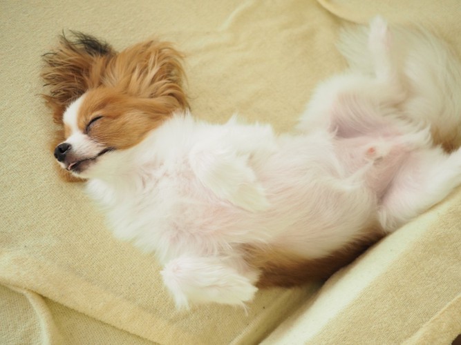 無防備に仰向けで眠る犬