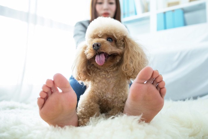 足元で寝ている犬