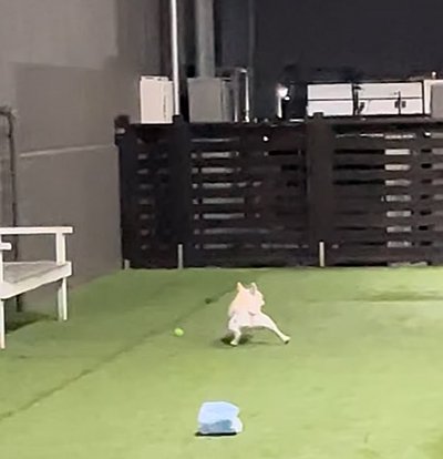 オムツが脱げてしまった犬