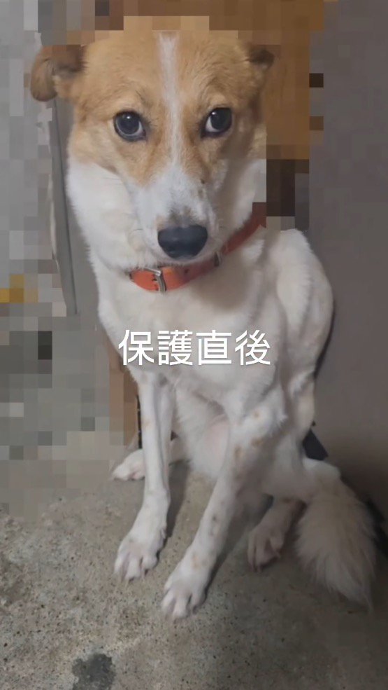 震えて投稿者を見上げる茶色い犬