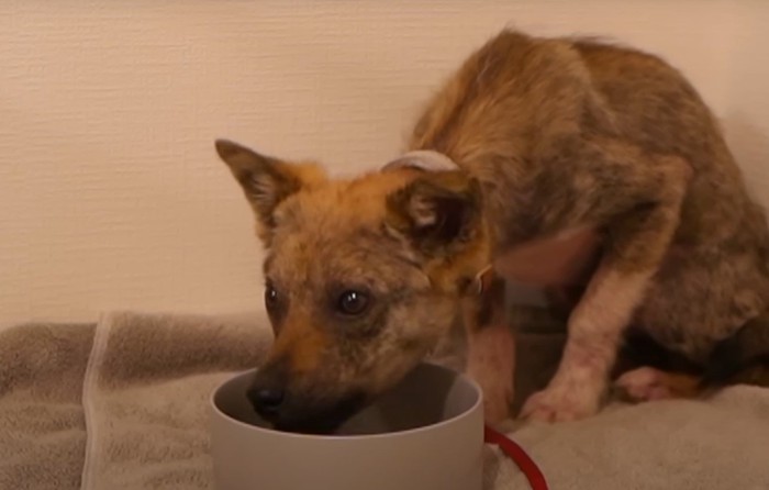 食べる犬