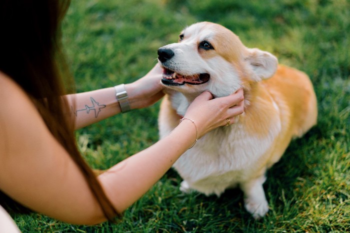 近づいてくる犬