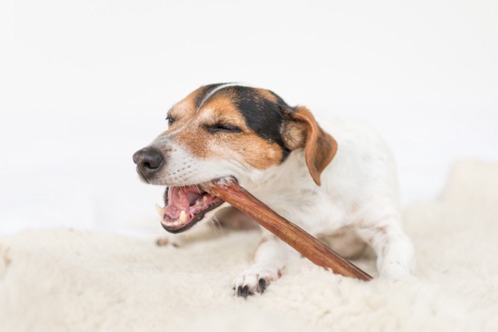 骨をかじっている犬