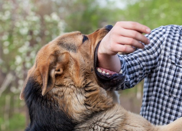 飛びついて手首を咥えている犬