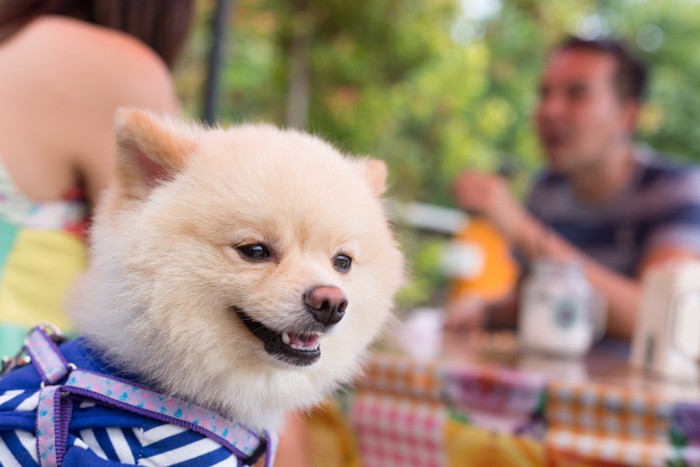 カフェにいる犬