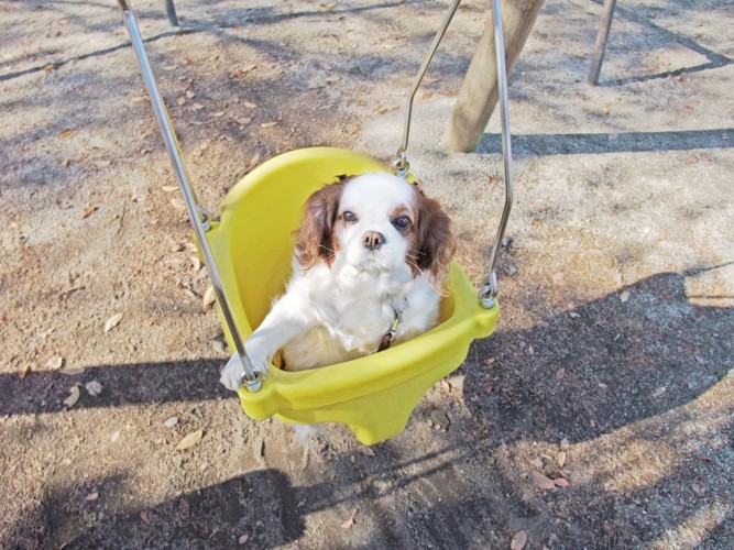 ブランコに乗っている犬