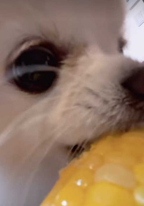 トウモロコシを食べる小型犬