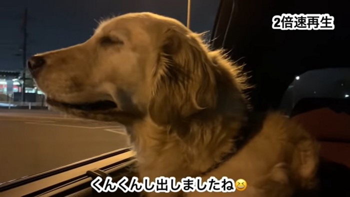 においをかぐ大型犬