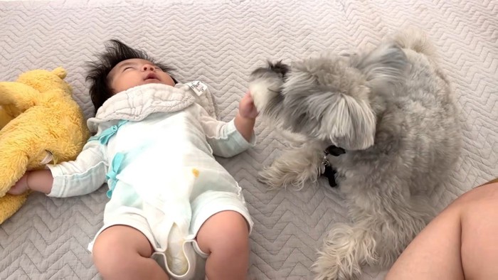 赤ちゃんと触れ合いたいようです