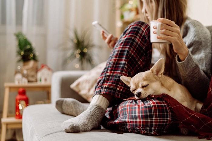 女性の膝で眠る犬