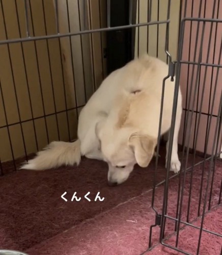 床の匂いを嗅ぐ犬