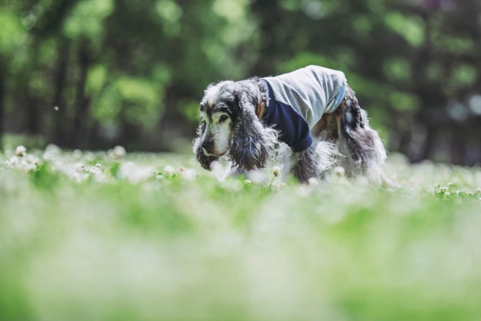 緑の上を散歩する老犬