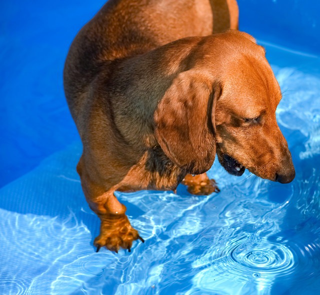 泳ぎが苦手な犬のダックスフンド