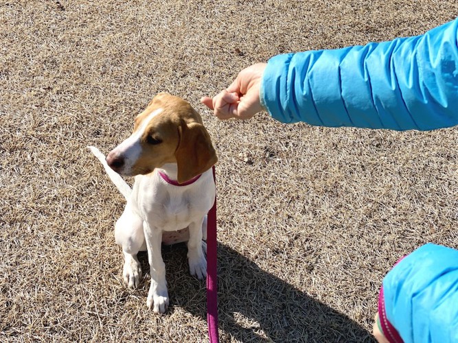 飼い主の差し出した手にそっぽを向いている犬