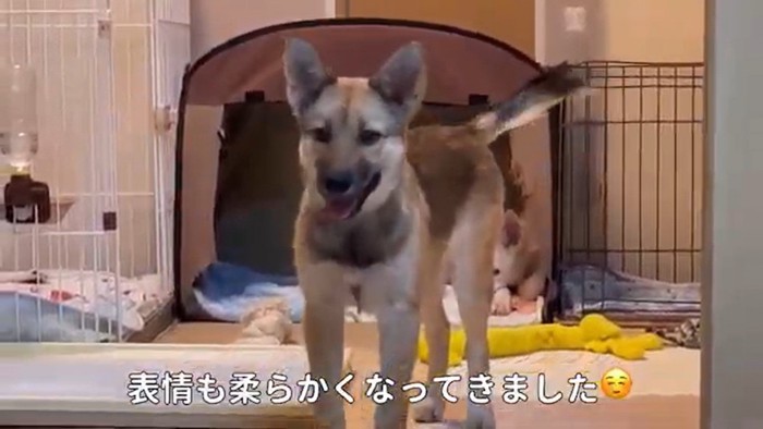 愛子ちゃんが家庭犬になるまで5