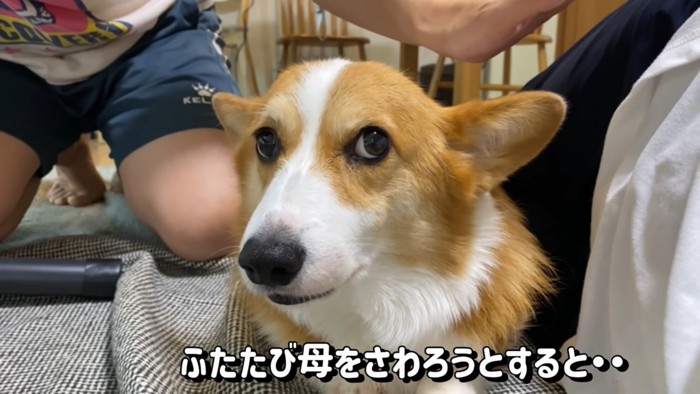 にらむ犬