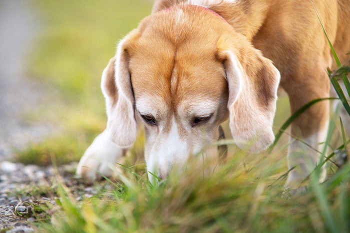 屋外で地面の匂いを嗅ぐ犬