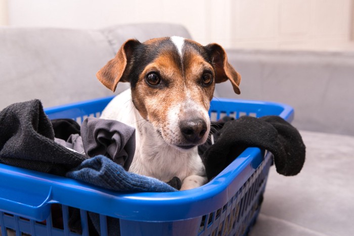 洗濯物が入ったカゴの中に犬