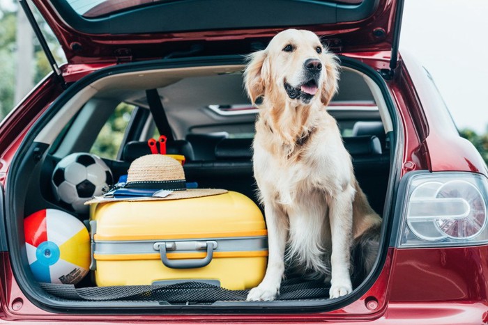 車のトランクに入る犬