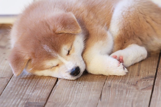 子犬の秋田犬