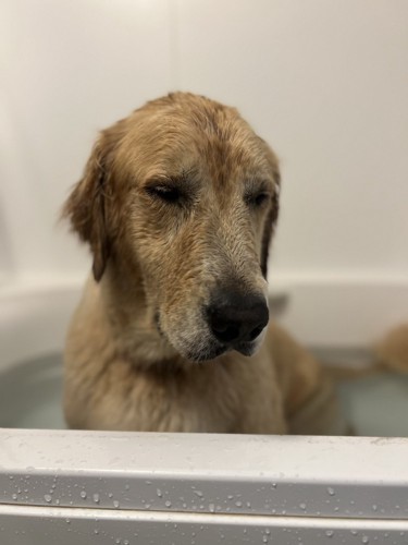 別犬
