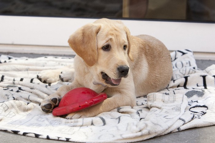 おもちゃで遊ぶラブラドールの子犬