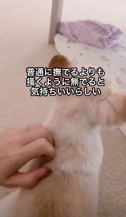 掻くようになでられるうにちゃん