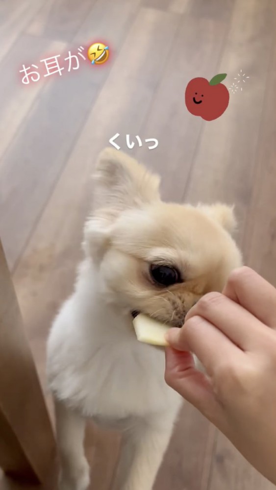 リンゴを食べる犬