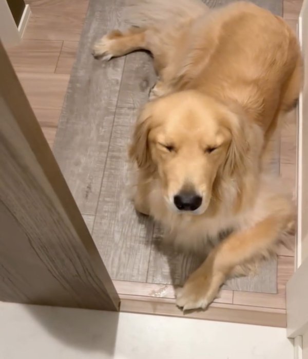 座って待つ犬