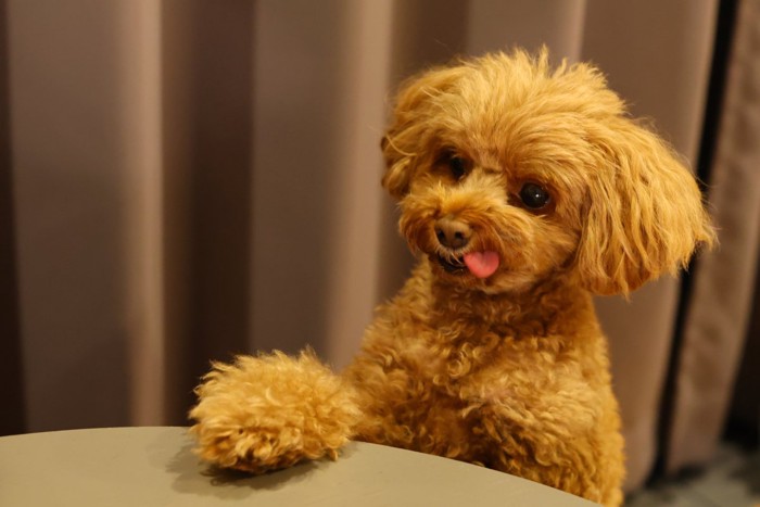 おやつを要求する犬