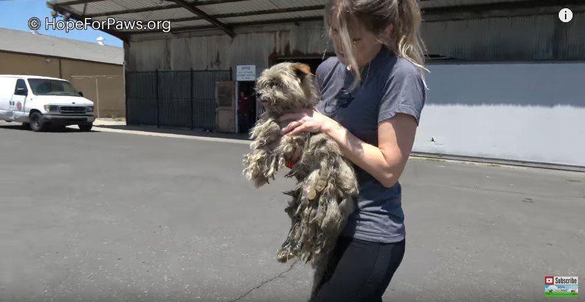 犬を持ち上げて歩く女性