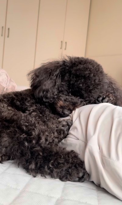 寝落ちする犬