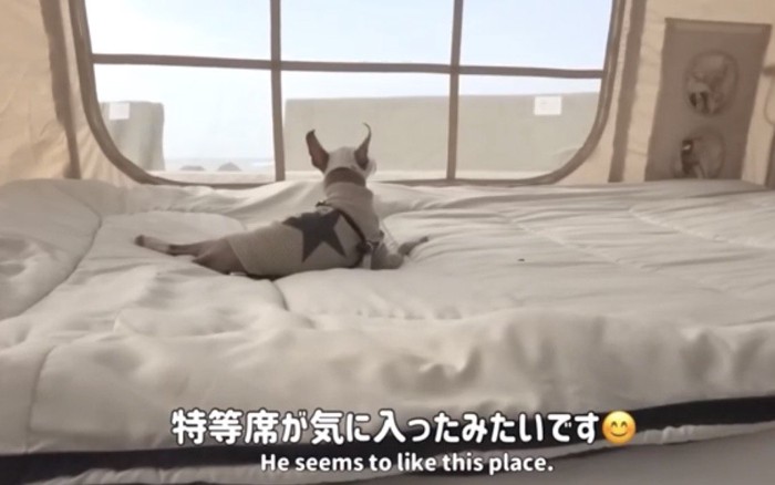 ベッドの上から海を眺める犬
