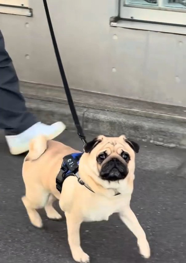 目の前に来たむさし君