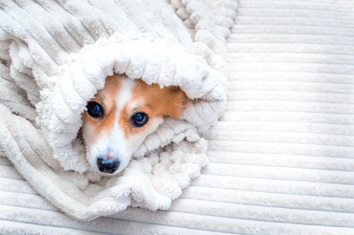 ブランケットに包まって寒そうにしている犬