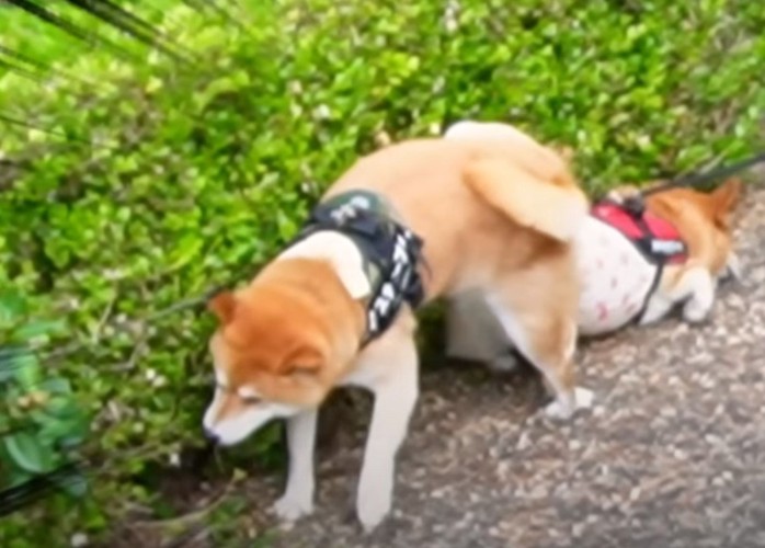 おしっこをする犬