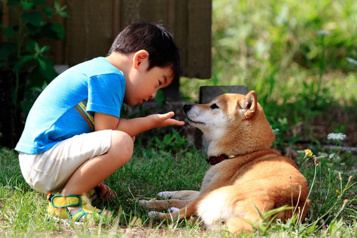向き合う子供と柴犬