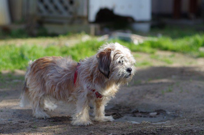 散歩する老犬
