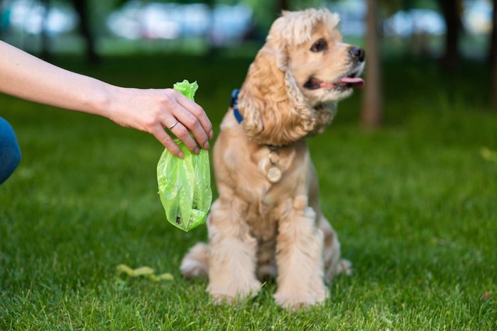 犬のうんち袋を持つ飼い主の手